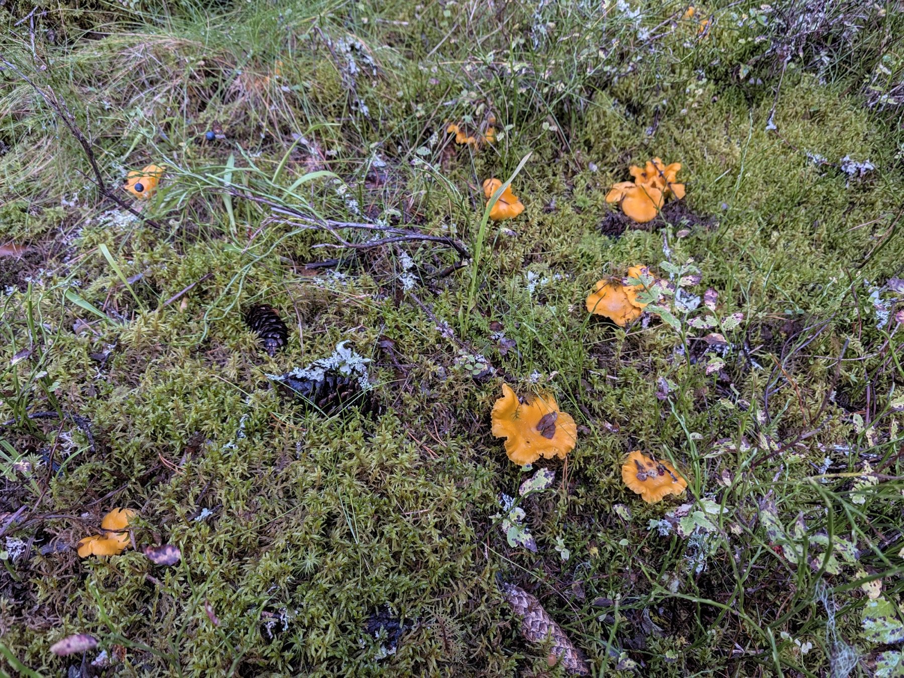 Kantareller i skogens mossa