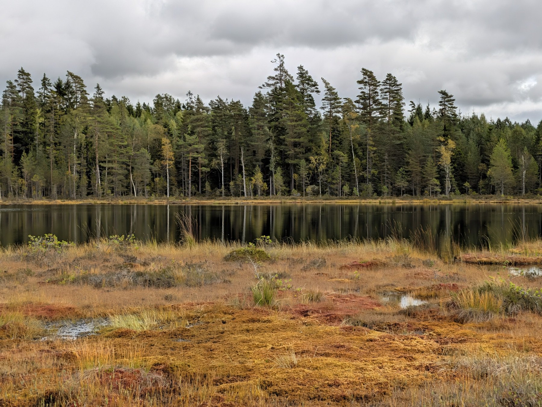 Höstfärgad myr och stilla vatten framför skogen i Värmland